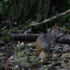 In this photo taken Aug. 13, 2010, an agouti rodent eats around roots and trees in Brownsberg Nature Park, about 80 miles south of Paramaribo, Suriname. 