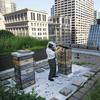 In this photo taken Tuesday, July 12, 2011, beekeeper Michael Thompson, applies smoke, to settle down the more than 1000,000 bees in a hive on top of City Hall in Chicago.