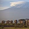 In this file photo of Monday Dec.17, 2012, a herd of adult and baby elephants walks in the dawn light as the highest mountain in Africa, Tanzania's Mount Kilimanjaro, is seen in the background.