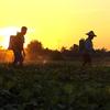 Farmers spray pesticide over peas on a farm during sunset in Naypyitaw, Myanmar, on Tuesday, Dec. 6. 2016. 