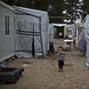 A Syrian refugee child walks between shelters at the refugee camp of Ritsona about 86 kilometers (53 miles) north of Athens, Wednesday, Dec. 28, 2016. 