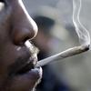 Public smoking of marijuana and marijuana possession arrests in New York City fell 1 percentage point in 2017 compared to 2016.