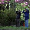 Bird watchers in Central Park checking out peak migration in May 2014.