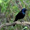 A Common Grackle, spotted in Central Park in May, 2014.