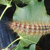 A gypsy moth caterpillar pauses during lunch