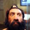  A model of an adult Neanderthal male head and shoulders on display in the Hall of Human Origins in the Smithsonian Museum of Natural History in Washington, D.C.