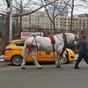 A horse is lead down a city street to a waiting carriage near the West Side Stables in New York City.