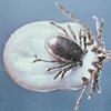 A male Ixodes ricinus tick (smaller) shown copulating with a female tick (larger). I. ricinus, the 'castor bean' tick,  is a vector for the B. burgdorferi spirochete, the cause of Lyme disease.