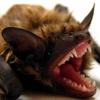 Bat baring its fangs