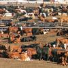 cattle feed lot