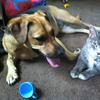Dogs and Cats, Living Together!