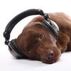 Is this dog listening to Brian Eno or Iron And Wine to relax?