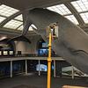 blue_whale, american_museum_of_natural_history