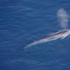 Fin whales have been detected in the New York Bight