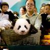 People celebrate a panda's 100-day birth celebration at Chimelong Safari Park on November 7, 2013 in Guangzhou, China.