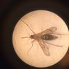 A mosquito from the Upper West Side on 84th Street viewed through a microscope.