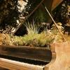 A piano with plants
