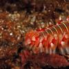 a bright orange sea worm among some sea rocks