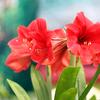 Greening Director of GrowNYC Gerard Lordahl explains how to keep plants alive in the winter, and what to do when you receive an amaryllis as a gift!