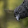 a black crow peering at something off frame