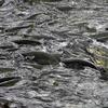 Salmon churn the water, waiting for their chance to make their way up the fish ladder at Douglas Island Pink and Chum, Inc., on Friday, Aug. 11, 2017
