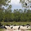 A committee of black vultures sit atop of a tree at the Panther Island Mitigation Bank, Thursday, June 7, 2018, near Naples, Fla
