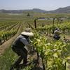 In this photo taken Monday, May 21, 2018, workers trim leaves on Pinot Noir vines in the Azaya vineyard of the McEvoy Ranch in Petaluma, Calif. 