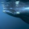 Japan is proposing an end to a decades-old ban on commercial whaling, arguing there is no longer a scientific reason for what was supposed to be a temporary measure, at the International Whaling Commi