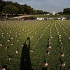 5,000 small U.S. flags representing suicides of active and veteran members of the military line the National Mall, Wednesday, Oct. 3, 2018