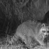image of raccoon taken with night vision camera, standing next to a contraption it has to open