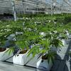 In this Sept. 25, 2018 file photo, marijuana plants grow in a tomato greenhouse being renovated to grow pot in Delta, British Columbia.