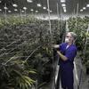 In this June 28, 2017 photo, Alessandro Cesario, the director of cultivation, works with marijuana plants at the Desert Grown Farms cultivation facility in Las Vegas. 