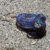 a dotted multi-colored tiny squid lays on the sandy ocean floor