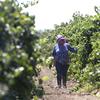 In this Aug. 17, 2016, file photo, a farm worker trims grape vines in a vineyard in Clarksburg, Calif. 