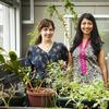three women botanists in a lab with various plants around them