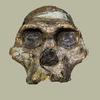 Primate skull