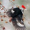 a beautiful woodpecker with its wings spread as it sits on a branch. its crown is red while the rest of its plumage is black and white