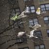  In this March 27, 2019 file photo, plastic bags are tangled in the branches of a tree in New York City's East Village neighborhood. 