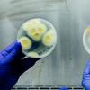 hands holding up two petri dishes, one filled with white and yellow spores and the other with a blooming yellow and orange spore