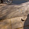 A bicyclist passes a dead rat in the gutter 