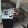 Raccoon looks in tool box at Delacorte Theater in Central Park