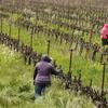 In this March 24, 2020, photo, farmworkers keep their distance from each other as they work at the Heringer Estates Family Vineyards and Winery in Clarksburg, Calif. 