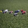 Workers harvest strawberries in Ventura County, California, where an estimated 88% of 20,000 farm and food-production workers are immigrants. An estimated 79% are Latino non-U.S. citizens.