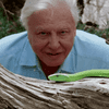 an older man with white hair watching a green snake as it moves across a log