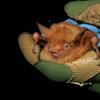 a close up of a bright orange fluffy bat held in gloved hands of a researcher