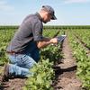 a White man kneeling on the ground on a farm with long rows of cabbages. he's examining a tablet