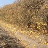 a long row of citrus trees, with dead looking branches and scores of oranges littered on the ground
