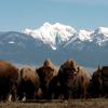 a herd of bison and in the background are snowcapped mountains