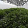 This Aug. 22, 2019 photo shows medical marijuana plants being grown before flowering during a media tour of the Curaleaf medical cannabis cultivation and processing facility in Ravena, N.Y.