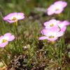 pink flowers with white centers